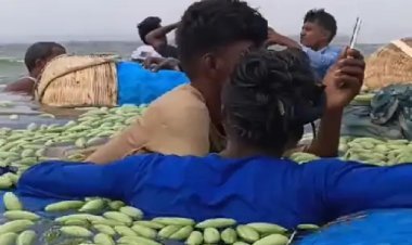 परवल से लदी नाव पलटी, 30 क्विंटल सब्जी बही