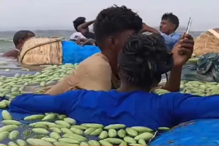 परवल से लदी नाव पलटी, 30 क्विंटल सब्जी बही