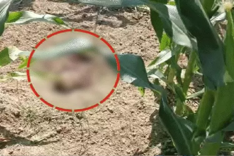 घर से बुलाकर युवक की कर दी हत्या, फिर शव को खेत में एसिड डालकर दफना दिया