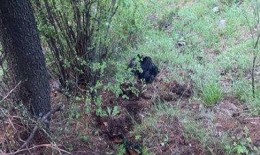 बारामूला में घुसपैठ की कोशिश कर रहे दो आतंकी ढेर