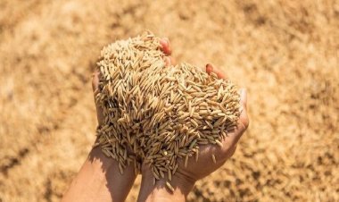 धान खरीदी में सरकार करने जा रही बड़ा बदलाव, किसानों को अब मिलेगा एकमुश्त भुगतान