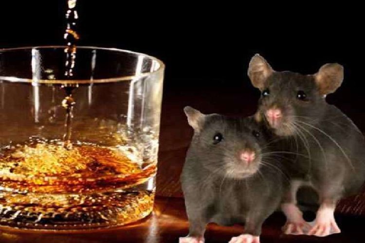 नशेड़ी चूहे! झारखंड में 802 बोतल शराब गटक गये, मुंह से नहीं पूंछ से चाट-चाटकर पी गये