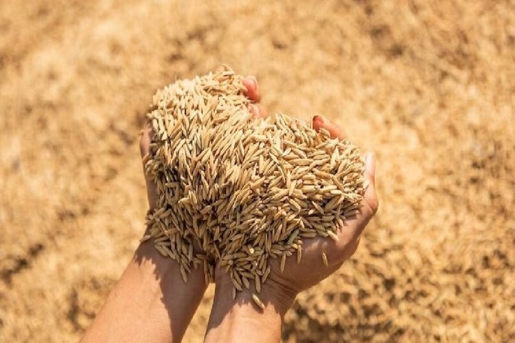 धान खरीदी में सरकार करने जा रही बड़ा बदलाव, किसानों को अब मिलेगा एकमुश्त भुगतान