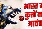 भारत में हर साल रेबीज से जाती है 20 हजार लोगों की जा'न, अकेले 2024 में दर्ज हुआ 37 लाख से अधिक कुत्तों के का'टने का मामला