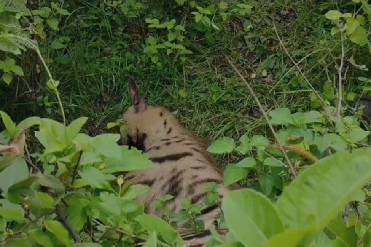 गाडीसाडम जंगल में मिला घायल लकड़बग्घा, ग्रामीणों की मदद से वन विभाग ने किया रेस्क्यू