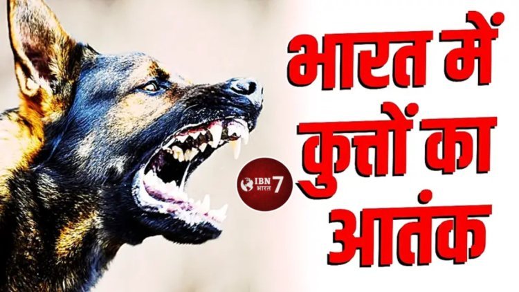 भारत में हर साल रेबीज से जाती है 20 हजार लोगों की जा'न, अकेले 2024 में दर्ज हुआ 37 लाख से अधिक कुत्तों के का'टने का मामला